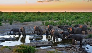 Preview wallpaper elephants, water, thirst, grass, trees, sky