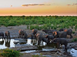 Preview wallpaper elephants, water, thirst, grass, trees, sky
