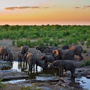 Preview wallpaper elephants, water, thirst, grass, trees, sky