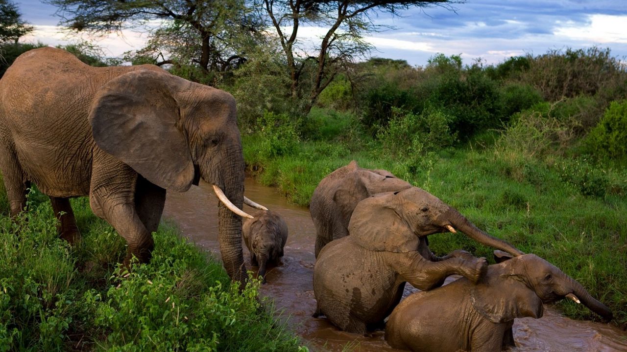 Wallpaper elephants, young, mother, caring, mud, bathing