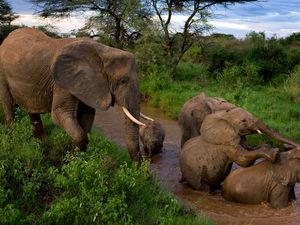 Preview wallpaper elephants, young, mother, caring, mud, bathing