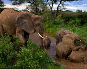 Preview wallpaper elephants, young, mother, caring, mud, bathing