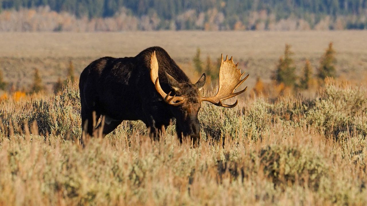 Wallpaper elk, animal, field, wildlife