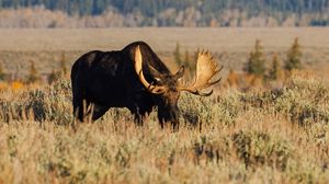 Preview wallpaper elk, animal, field, wildlife