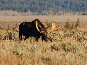 Preview wallpaper elk, animal, field, wildlife