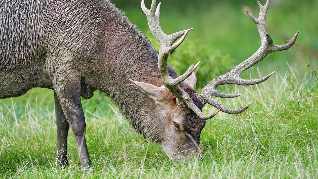 Wallpaper elk, animal, horns, wildlife