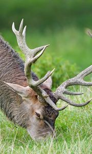 Preview wallpaper elk, animal, horns, wildlife