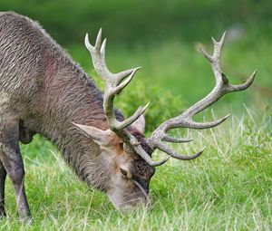 Preview wallpaper elk, animal, horns, wildlife