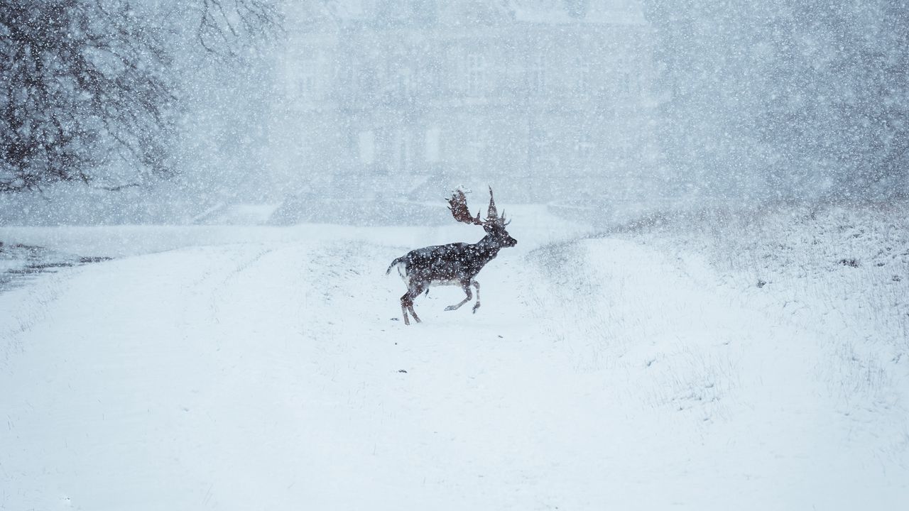 Wallpaper elk, animal, snow, winter