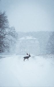 Preview wallpaper elk, animal, snow, winter