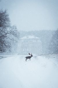 Preview wallpaper elk, animal, snow, winter