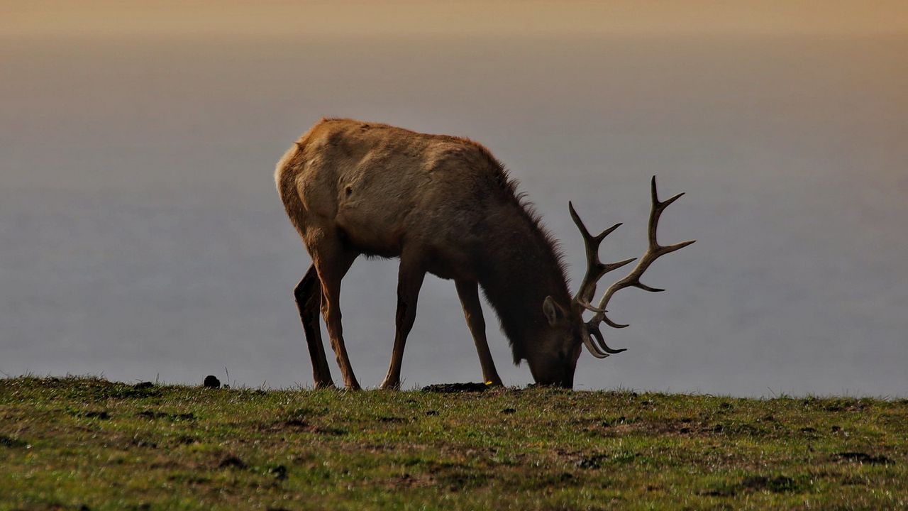 Wallpaper elk, antler, animal, field, wildlife