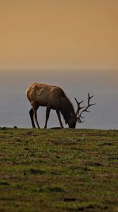 Preview wallpaper elk, antler, animal, field, wildlife