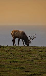 Preview wallpaper elk, antler, animal, field, wildlife