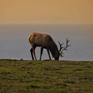 Preview wallpaper elk, antler, animal, field, wildlife