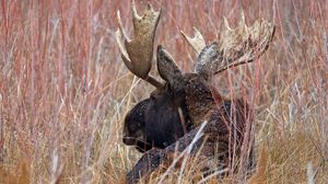 Preview wallpaper elk, antlers, nature