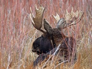 Preview wallpaper elk, antlers, nature