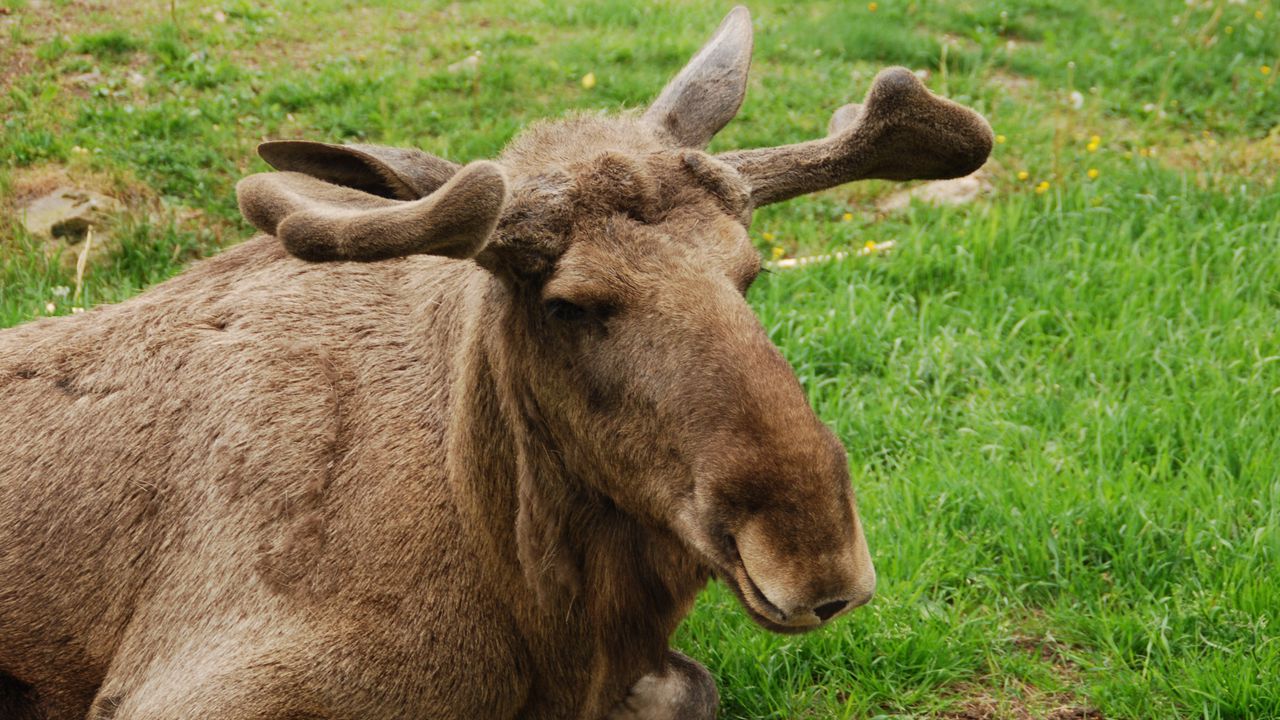 Wallpaper elk, face, lying, grass