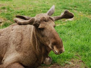 Preview wallpaper elk, face, lying, grass