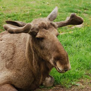 Preview wallpaper elk, face, lying, grass