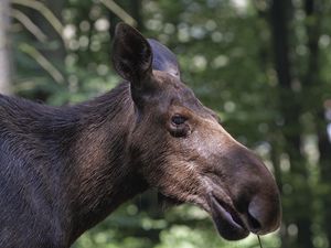 Preview wallpaper elk, forest, reflections, face, profile