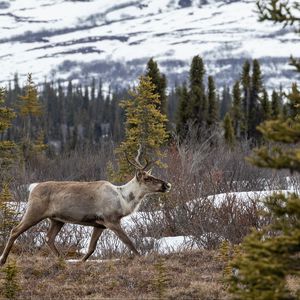 Preview wallpaper elk, forest, wildlife, trees, bushes