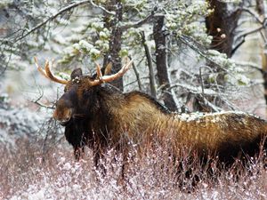 Preview wallpaper elk, forest, winter, old, walk