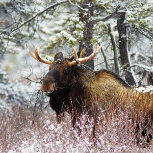 Preview wallpaper elk, forest, winter, old, walk