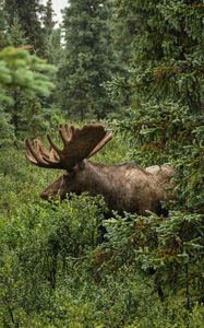 Preview wallpaper elk, grass, trees, wildlife