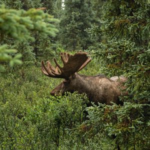 Preview wallpaper elk, grass, trees, wildlife