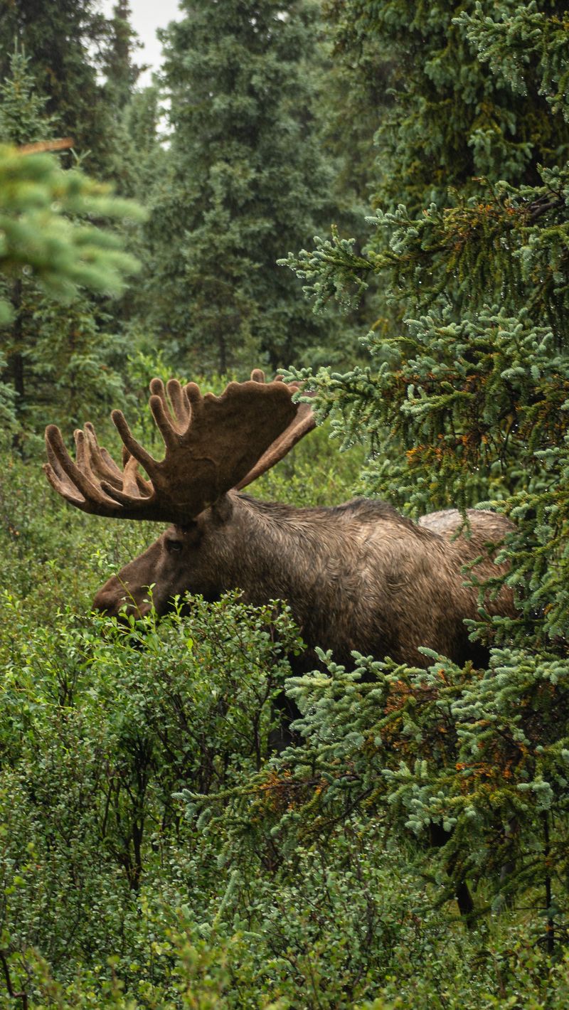 500 Free Elk  Deer Images  Pixabay