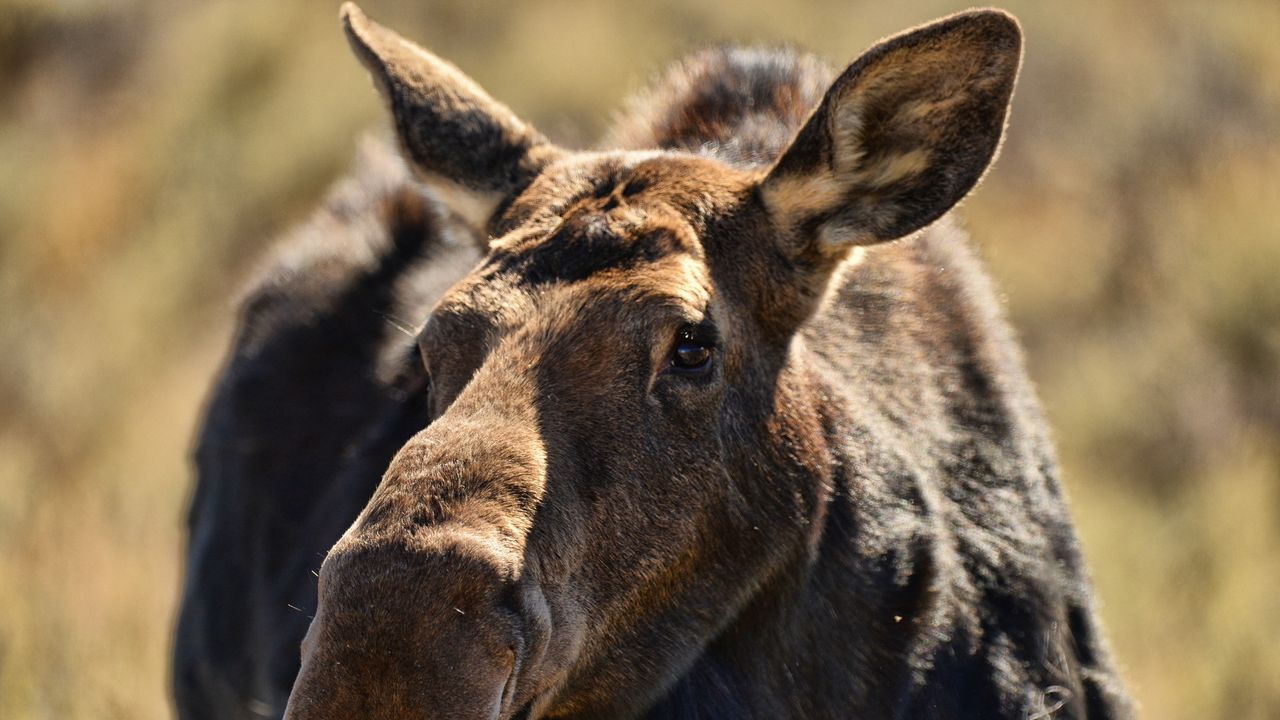 Wallpaper elk, muzzle, ears, animal