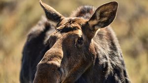Preview wallpaper elk, muzzle, ears, animal