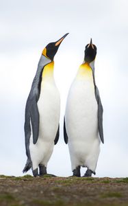 Preview wallpaper emperor penguins, penguins, birds, wildlife