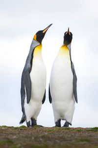 Preview wallpaper emperor penguins, penguins, birds, wildlife