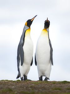Penguins old mobile, cell phone, smartphone wallpapers hd, desktop  backgrounds 240x320 date, images and pictures