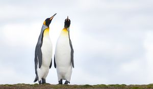 Preview wallpaper emperor penguins, penguins, birds, wildlife