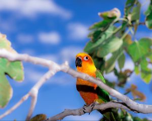 Preview wallpaper endayya, parrot, branch