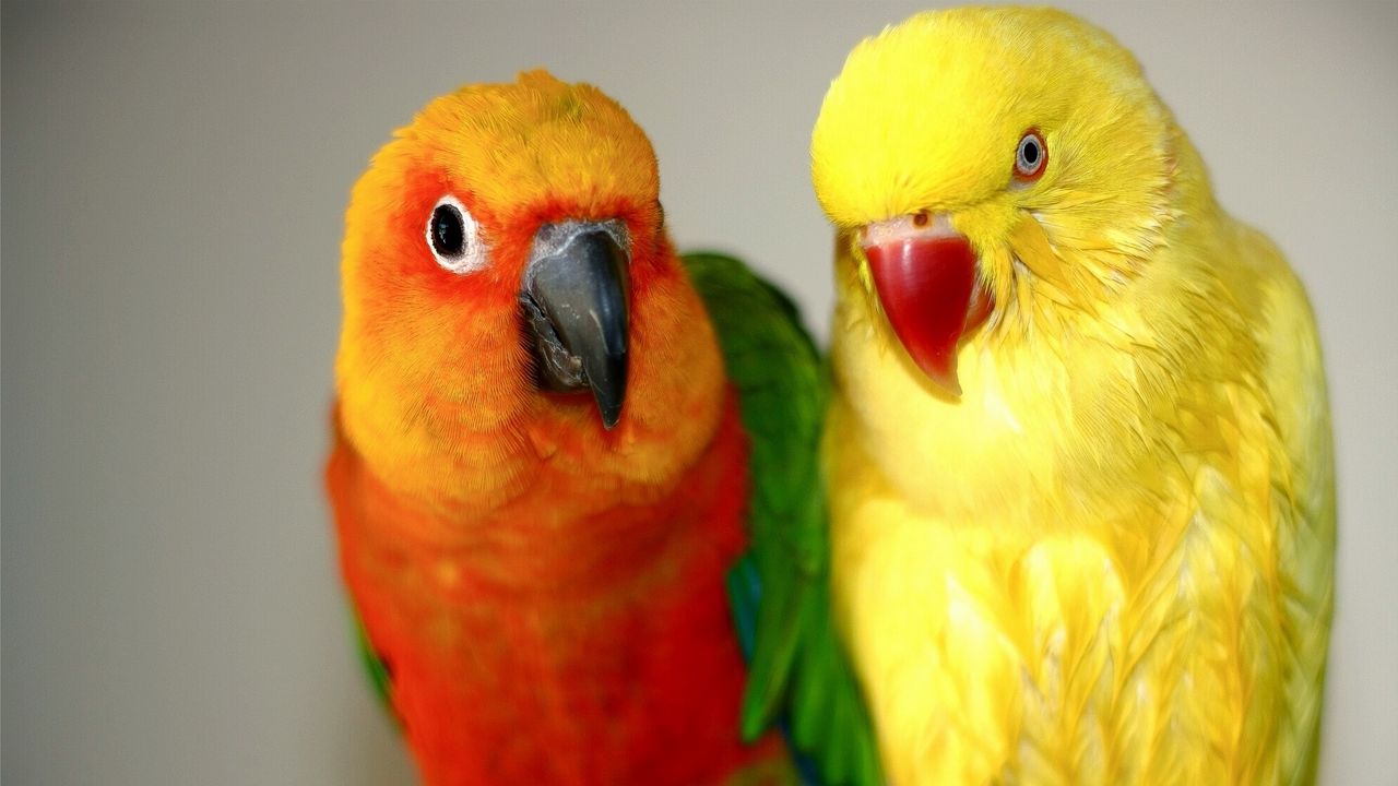 Wallpaper endayya, parrots, birds, couple