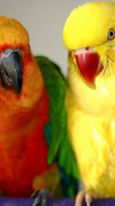 Preview wallpaper endayya, parrots, birds, couple