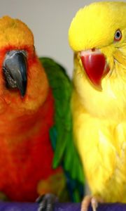 Preview wallpaper endayya, parrots, birds, couple