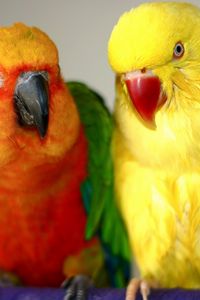 Preview wallpaper endayya, parrots, birds, couple