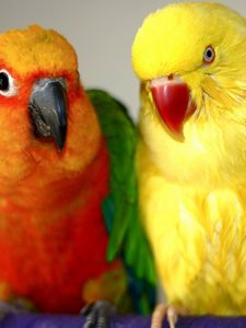 Preview wallpaper endayya, parrots, birds, couple