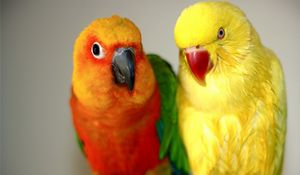 Preview wallpaper endayya, parrots, birds, couple