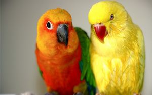 Preview wallpaper endayya, parrots, birds, couple