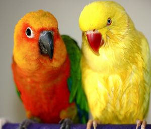 Preview wallpaper endayya, parrots, birds, couple