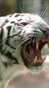 Preview wallpaper engal tiger, stripes, rage, anger, teeth
