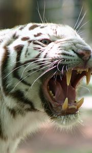 Preview wallpaper engal tiger, stripes, rage, anger, teeth