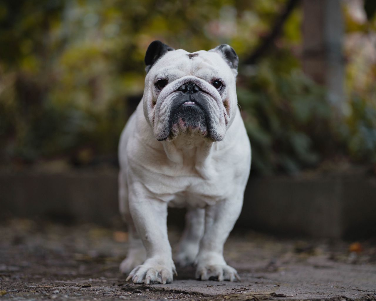 English Bulldog Wallpapers Background Funny Bulldog Pictures Background  Image And Wallpaper for Free Download