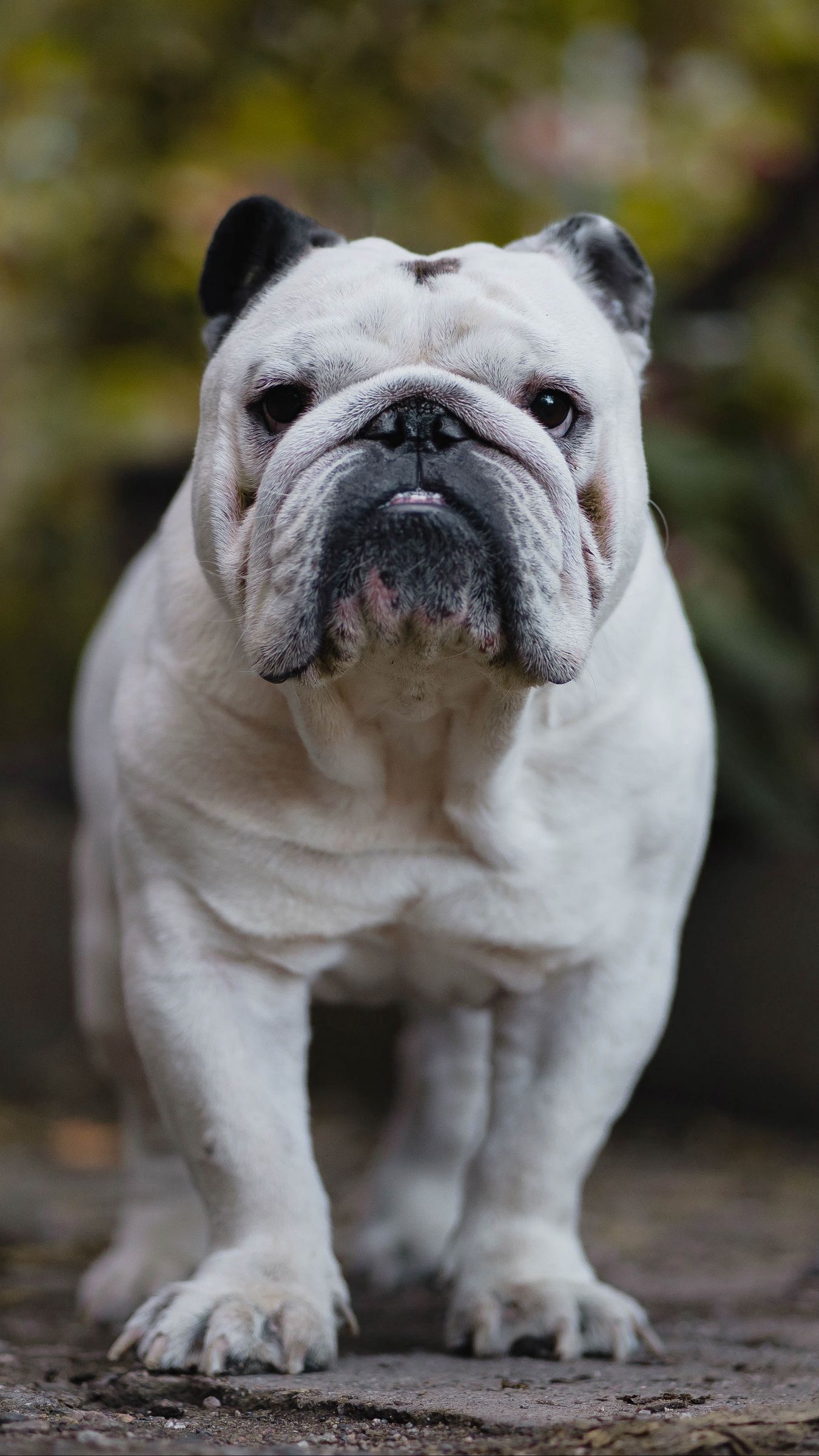 Cute English Bulldog Puppy Wallpaper-Free HD Downloads